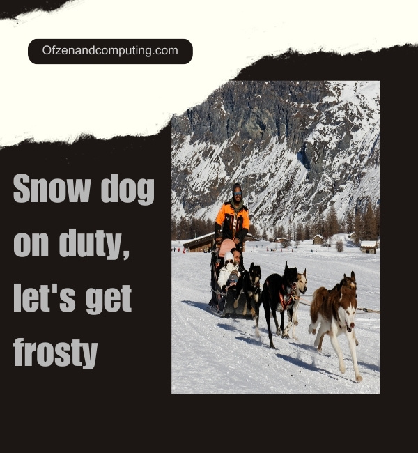 Snow Dog Captions For Instagram (2025)